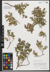 Foto von Salix pyrenaica Gouan